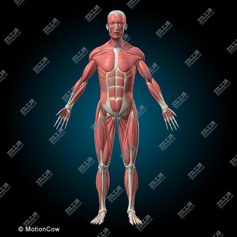 images/goods_img/20210113/Muscles & Skeleton  Rigged/4.jpg